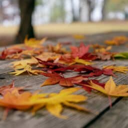 Autumn leaves on a picnic table