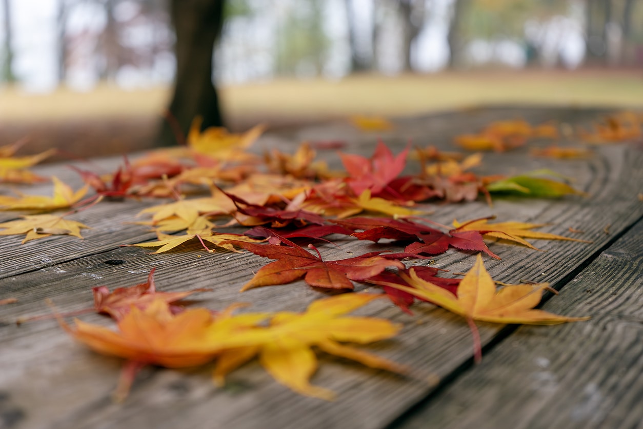 Autumn leaves on a picnic table.